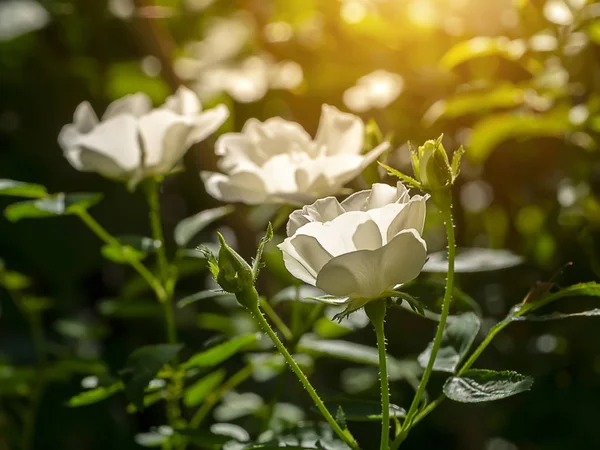 Nahaufnahme mini weiße Fee Rose Blume — Stockfoto