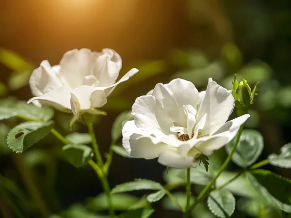 Nahaufnahme mini weiße Fee Rose Blume — Stockfoto