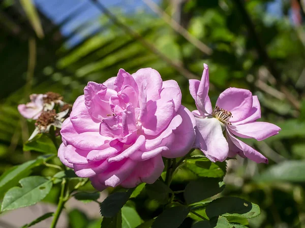 Pink Rose flower with blur background. — Stock Photo, Image