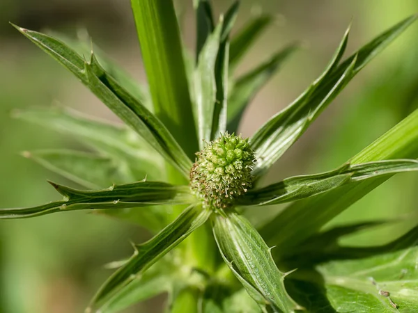 Close up Culantro bloem met vervaging groen blad. — Stockfoto