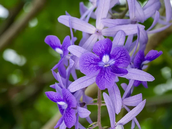 紫の花のクローズアップサンドペーパーつる花の背景. — ストック写真