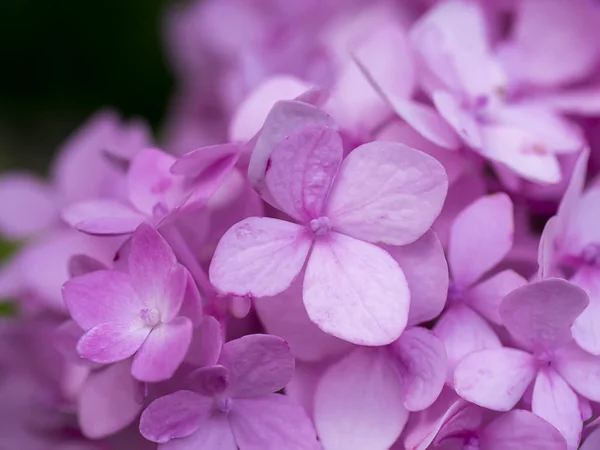 Macro imagine, Închideți floarea de Hydrangea roz . — Fotografie, imagine de stoc