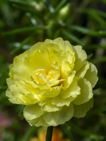 Nahaufnahme Portulaca-Blüte. — Stockfoto