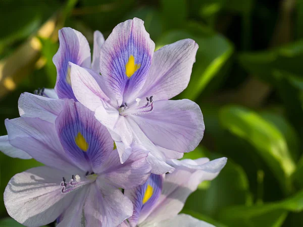 Primo piano del fiore del giacinto dell'acqua — Foto Stock