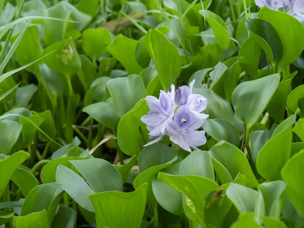 Nahaufnahme einer Wasserhyazinthe-Blume — Stockfoto