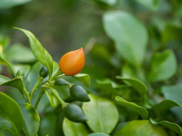 Fruto de jazmín naranja o flor de la caja de China —  Fotos de Stock