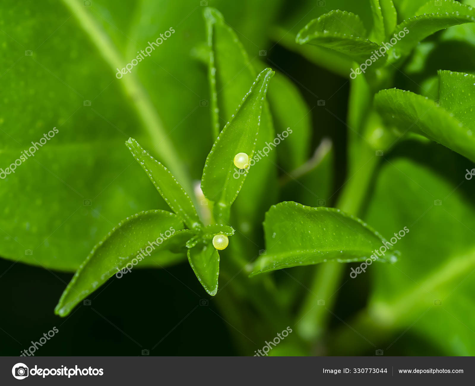 柠檬树叶子上的蝴蝶蛋. ——图库图片© Noppharat_th #330773044, image size:1600x1301