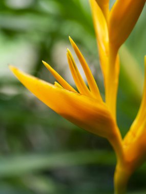 Close up pollen of Yellow Heliconia flower