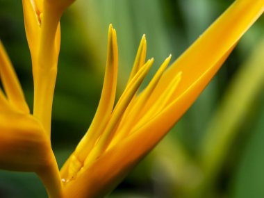 Close up pollen of Yellow Heliconia flower