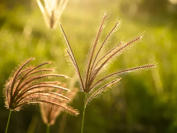 Mise au point douce de l'herbe gonflée doigt avec la lumière du soleil dans le noir flou — Photo