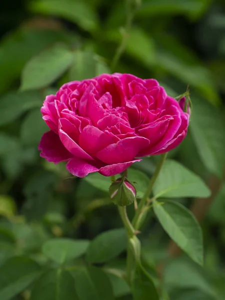 Gros plan rose foncé fleur rose avec fond flou . — Photo