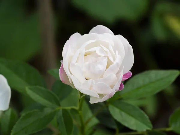 クローズアップミニ白い妖精ローズの花 — ストック写真