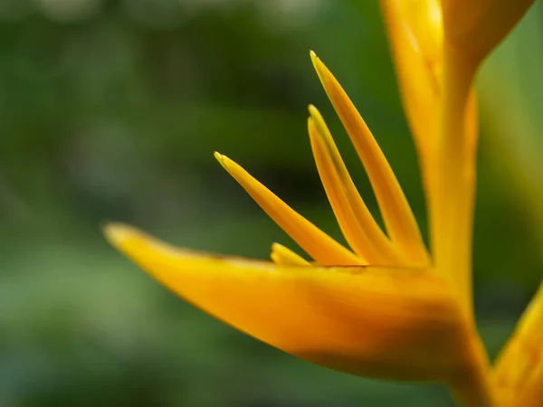 Закрыть пыльцу цветка желтой геликонии — стоковое фото