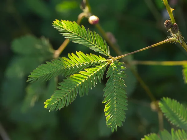 敏感植物背景. — 图库照片