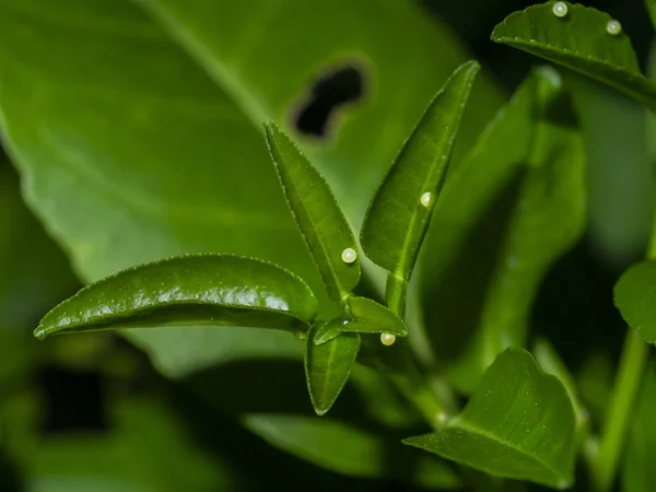 Butterfly eggs on leaves of lemon tree. — Stok fotoğraf