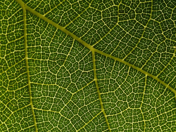 Macro de feuille verte . — Photo