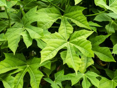 Ağaç ıspanağını ya da Chaya 'yı kapat.