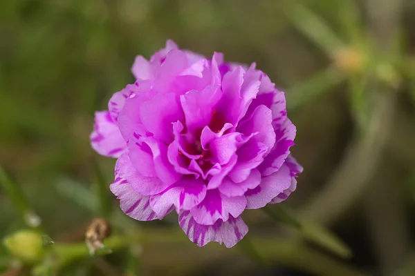 Närbild Portulaca blomma. — Stockfoto