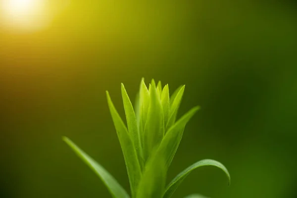 Close up Green leaves with sunlight on blur background. — Stock Photo, Image
