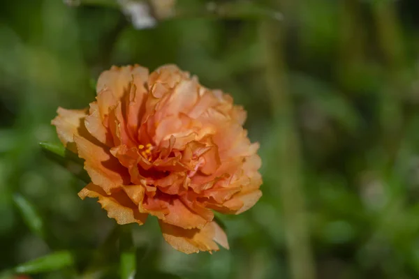 Fermer Portulaca flower . — Photo