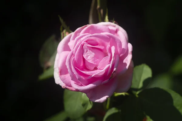 Rosa ros blomma med suddig bakgrund. — Stockfoto