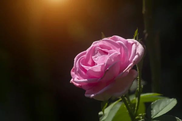 背景模糊的粉红玫瑰花. — 图库照片