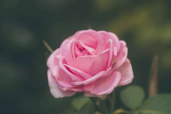 Różowy kwiat róży z rozmytym tłem. — Zdjęcie stockowe