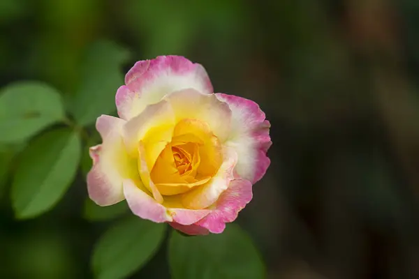 Gros plan de fleur de rose rouge et jaune sur fond flou . — Photo