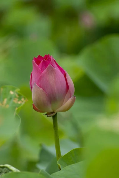 Primo piano del fiore di loto su sfondo sfocato — Foto Stock