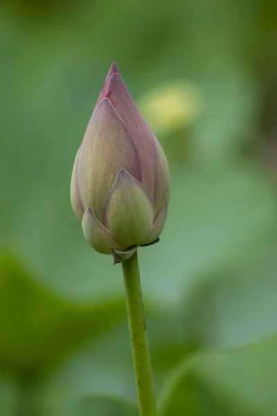 Primer plano de flor de loto sobre fondo borroso — Foto de Stock