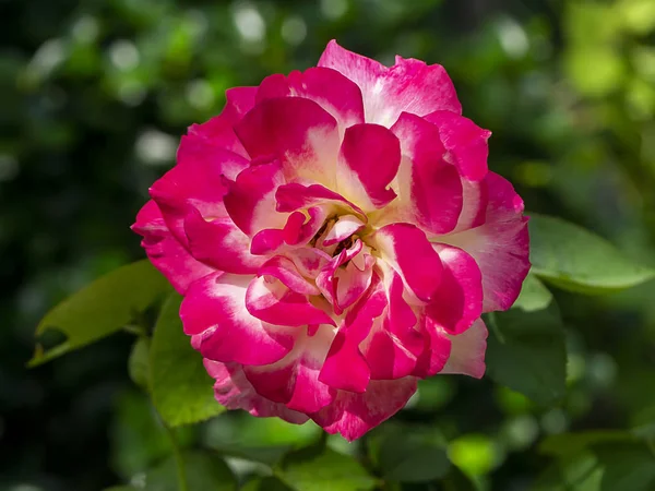 Primer plano de flor de rosa roja y amarilla sobre fondo borroso . — Foto de Stock