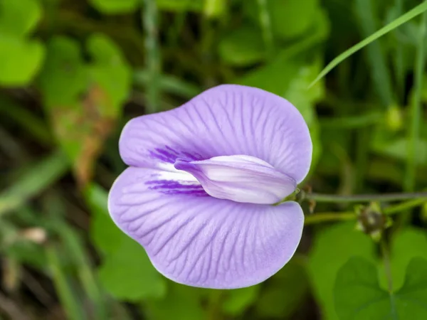 Zamknij kwiat Butterfly Pea. — Zdjęcie stockowe