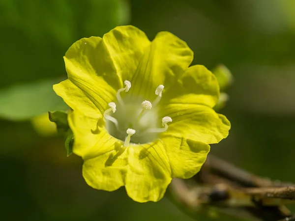 Zamknij pyłek żółtego kwiatu na rozmytym tle. — Zdjęcie stockowe