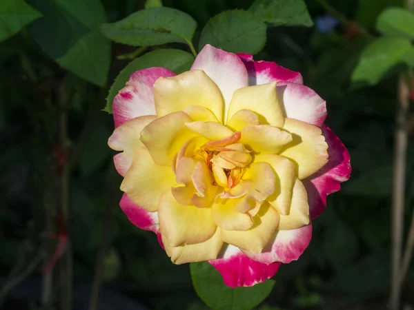 Primo piano di rosa rossa e gialla fiore su sfondo sfocato . — Foto Stock