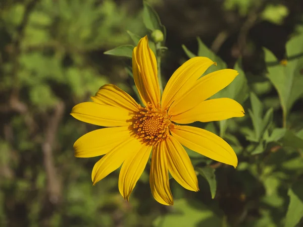 Girassol mexicano amarelo ou flor Tithonia diversifolia . — Fotografia de Stock