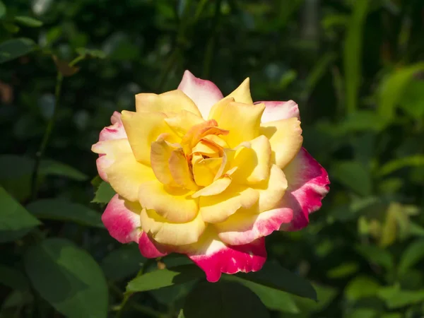 Primer plano de flor de rosa roja y amarilla sobre fondo borroso . — Foto de Stock