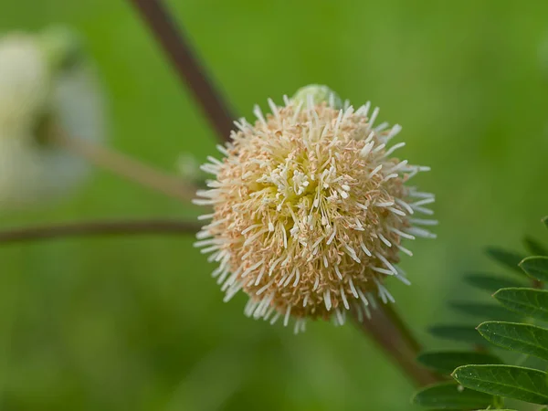 Fechar o pólen da flor branca de Popinac — Fotografia de Stock