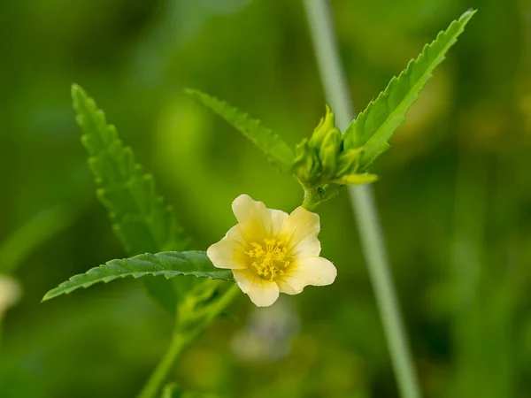 Close up yellow flower with leaves on blur background. — Stock Photo, Image