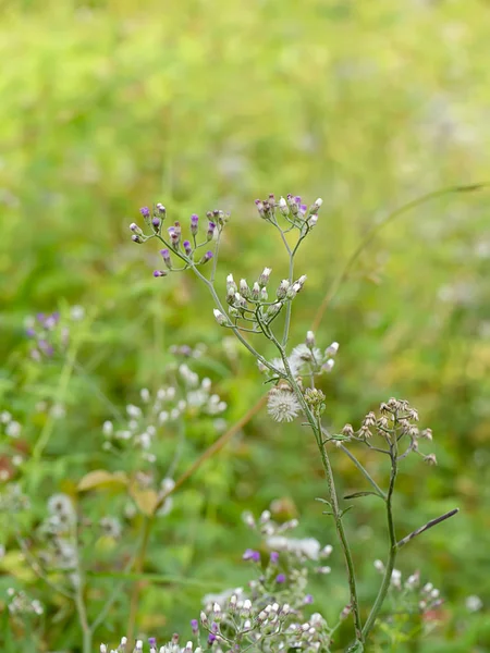 Primo piano del piccolo fiore d'erba di ferro . — Foto Stock