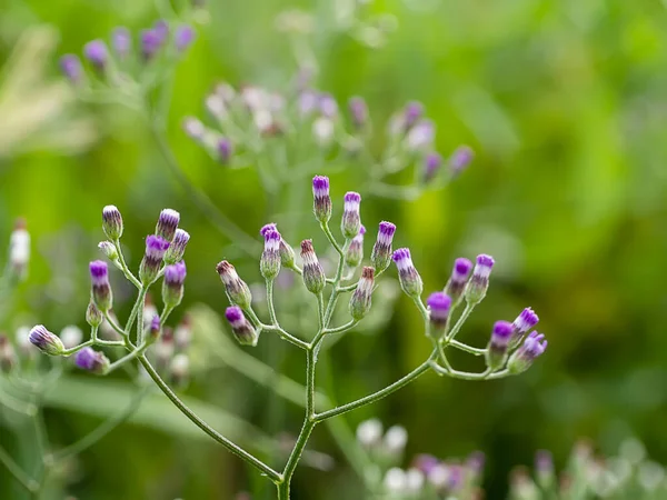 Close up de Little ironweed flor . — Fotografia de Stock