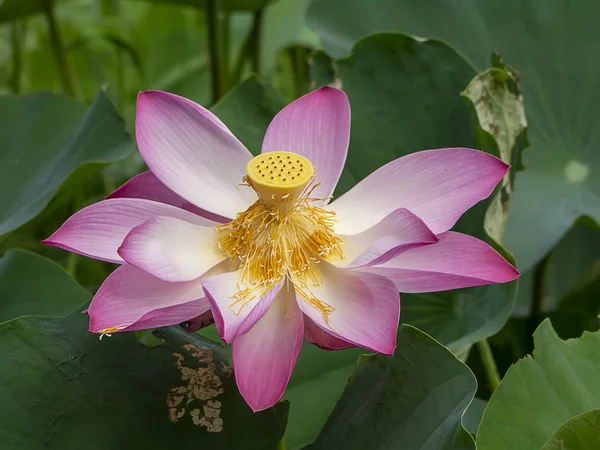 Close-up van lotus bloem op wazig achtergrond — Stockfoto