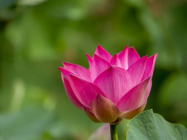 Närbild av lotus blomma på suddig bakgrund — Stockfoto