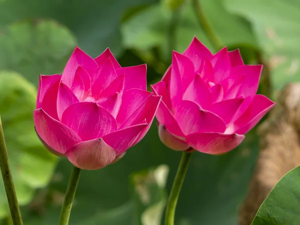 Primo piano del fiore di loto su sfondo sfocato — Foto Stock
