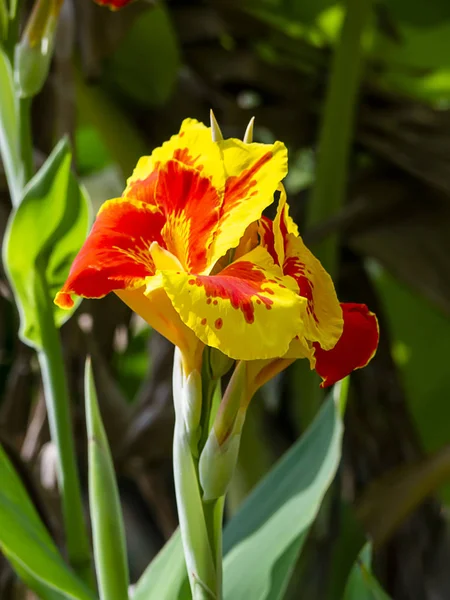 Gros plan fleur indienne orange . — Photo