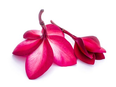 Beyaz arkaplanda Frangipani kırmızı çiçeklerini kapat.