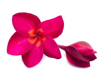 Beyaz arkaplanda Frangipani kırmızı çiçeklerini kapat.