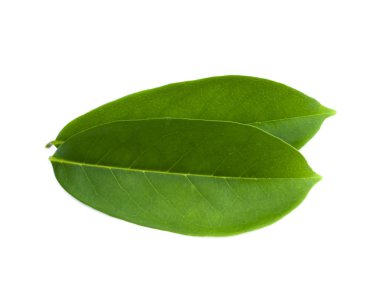 Kaynak yaprakları beyaz arkaplanda