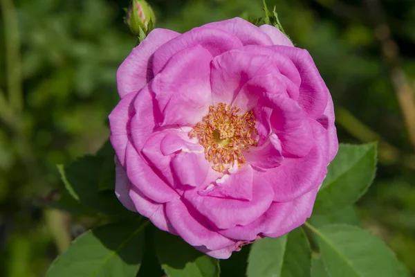 Close up de rosa rosa flor — Fotografia de Stock