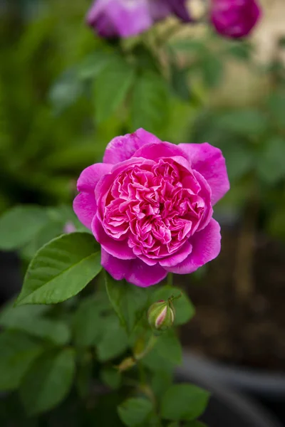 Närbild av rosa ros blomma — Stockfoto