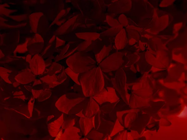 Tutup latar belakang bunga Hydrangea kering . — Stok Foto